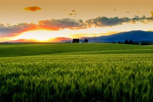 The sun set over wheat fields near Coeur d'Alene, Idaho