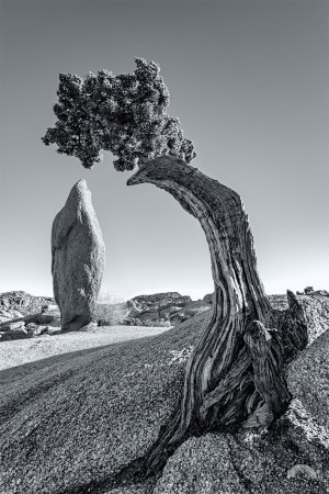 Joshua Tree offers this unique capture of a solitary stone and a juniper tree.
